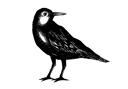 Tidal Flats logo