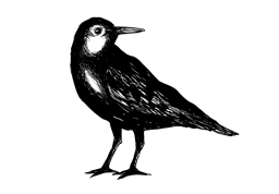 Tidal Flats logo