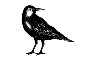 Tidal Flats logo