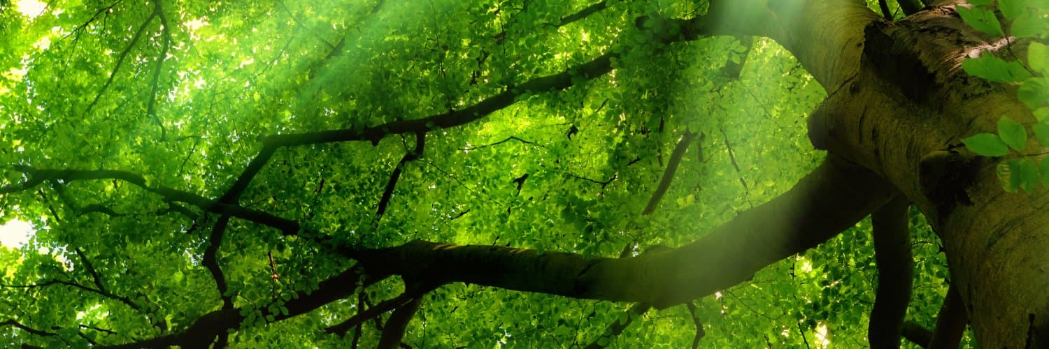 WisdomTree cover image